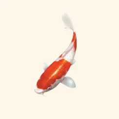 peixes