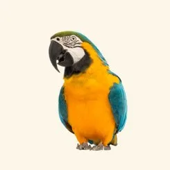 aves
