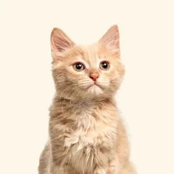 Gatos
