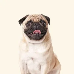 Cães